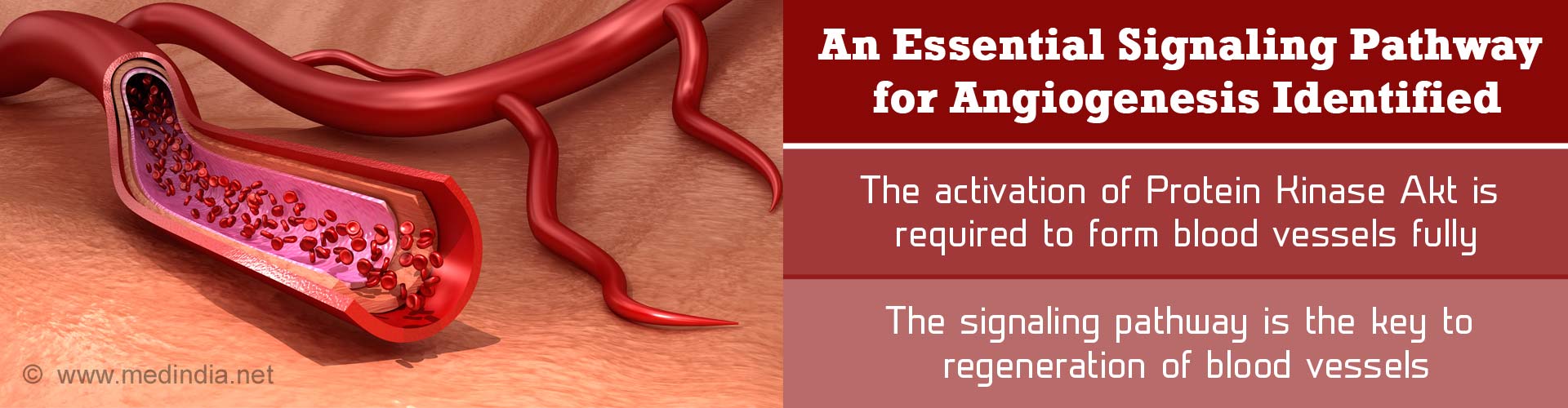 Key to Regenerate Blood Vessels Identified