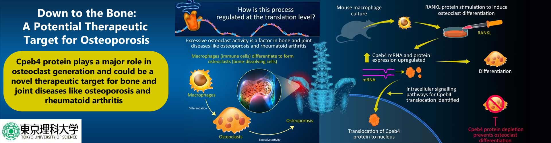 Down to the Bone: New Protein Helps in Osteoclast Formation Down to the Bone: New Protein Helps in Osteoclast Formation