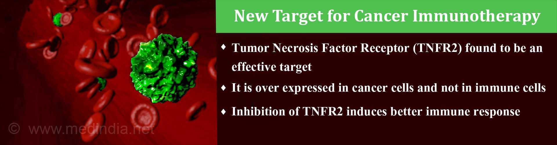 New Target for Cancer Immunotherapy Identified