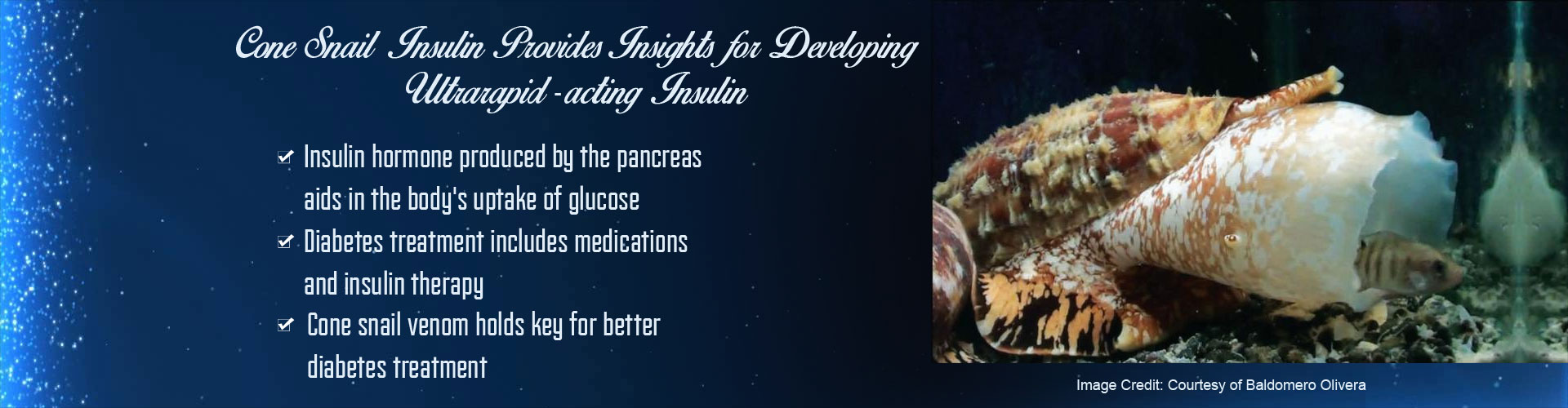 Cone Snail Provides Clues for Developing Ultrarapidacting Insulin