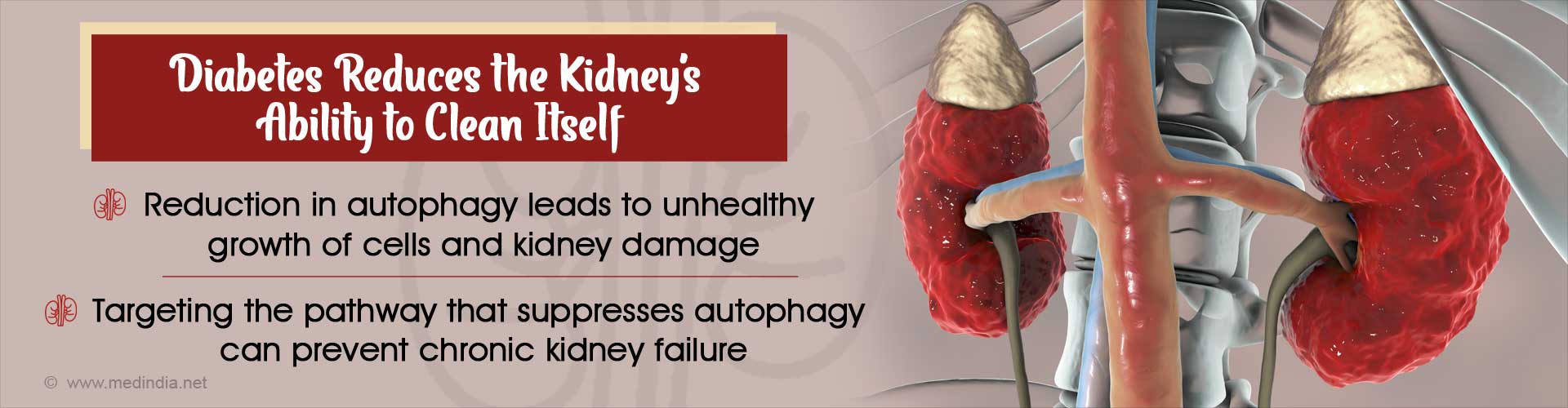 Kidney Damage in Diabetes Linked to Autophagy