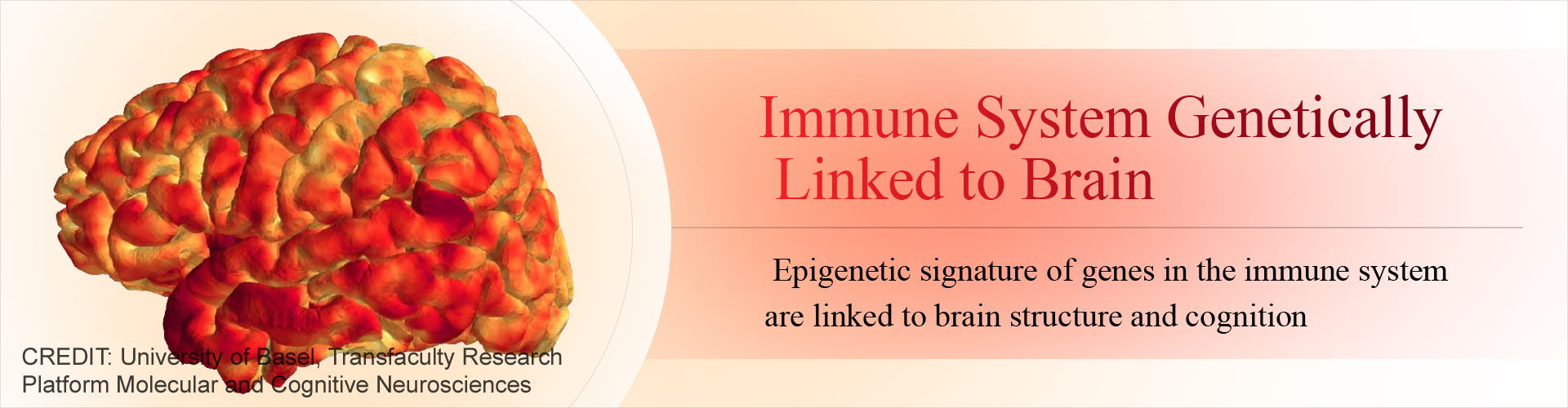 Genetic Link Between Immune System and Memory Identified