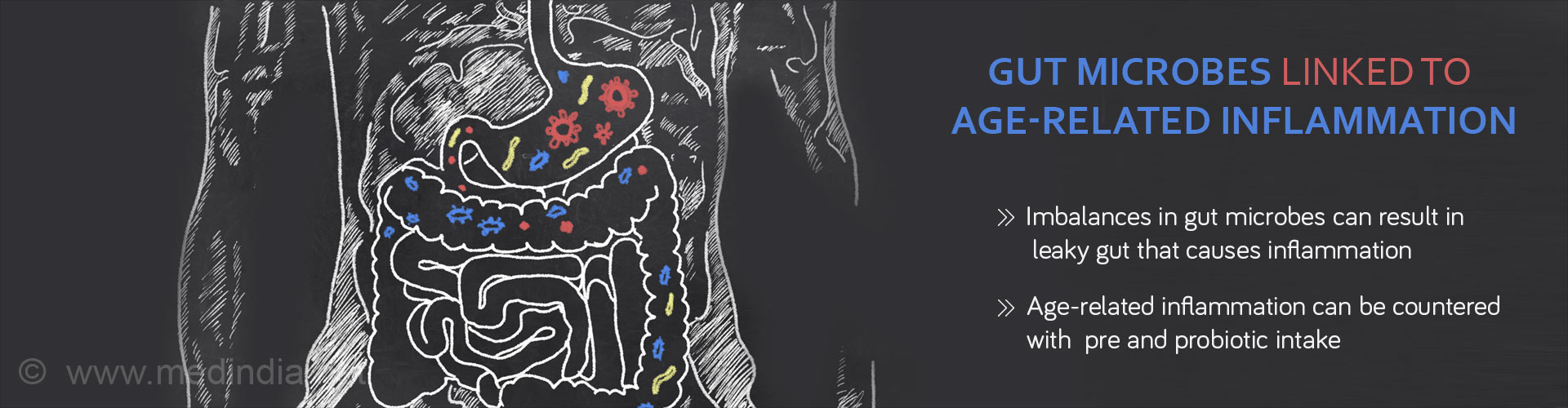 Could Gut Microbes be Linked to Age-Related Inflammation?