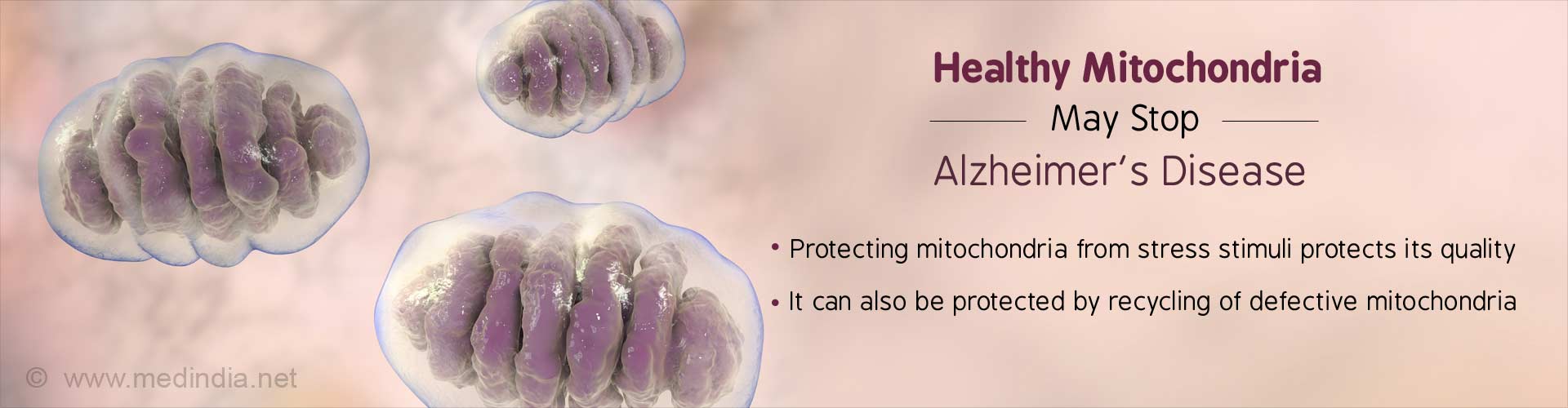Healthy Mitochondria May Stop Alzheimer’s Disease