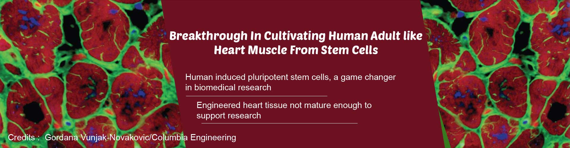 Stem Cells Used to Engineer Heart Muscle Similar That of an Adult Stem Cells Used to Engineer Heart Muscle Similar That of an Adult