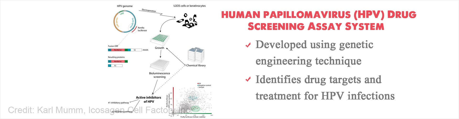 New Screening System to Identify Potential Drug Targets and Treatment for Human Papillomavirus (HPV) New Screening System to Identify Potential Drug Targets and Treatment for Human Papillomavirus (HPV)
