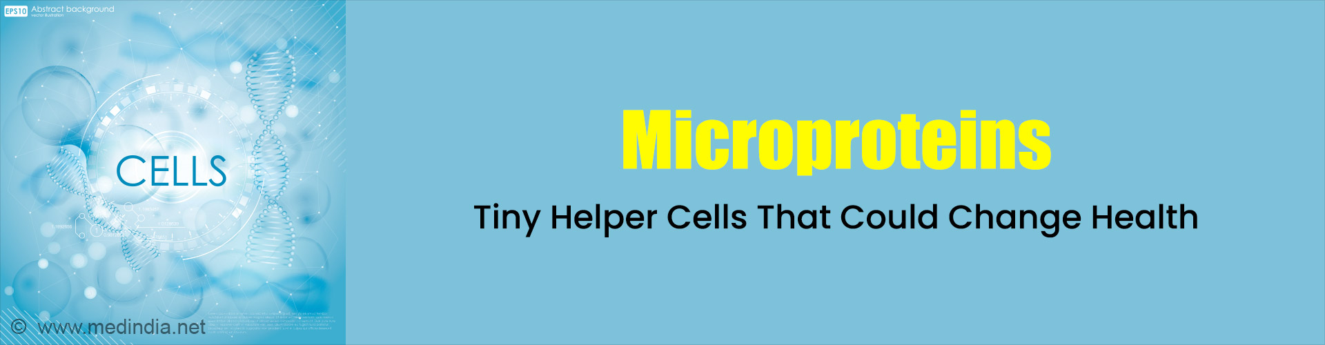 Mitochondrial Microprotein Could be the Answer to Obesity and Aging Therapies