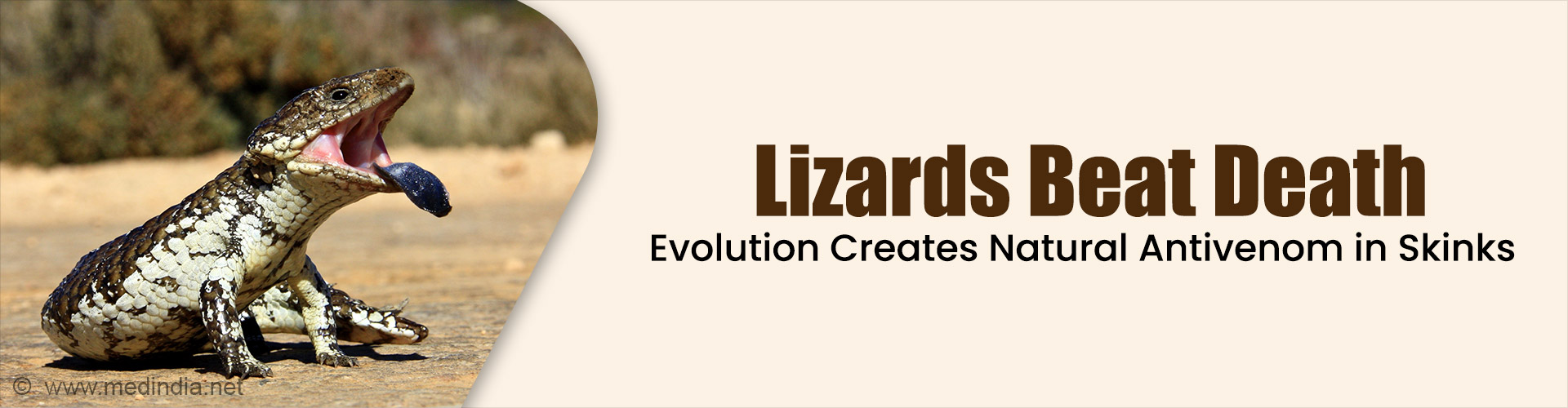 Nature Helps Lizards Beat Snake Venom in a Jaw-Dropping Twist