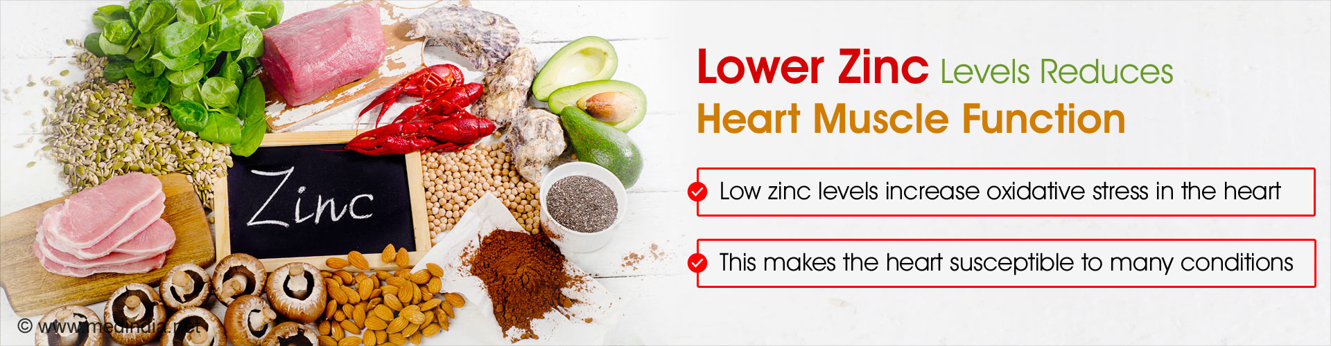 Zinc Deficiency Affects Heart Muscles