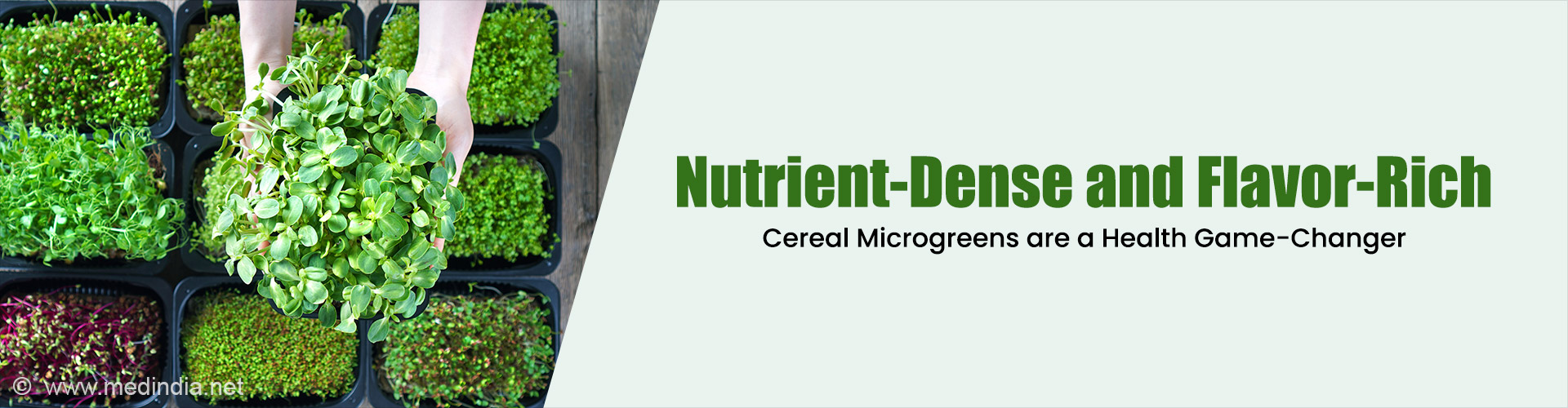 Microgreens from Grains: The New Superfoods You Need to Know Microgreens from Grains: The New Superfoods You Need to Know