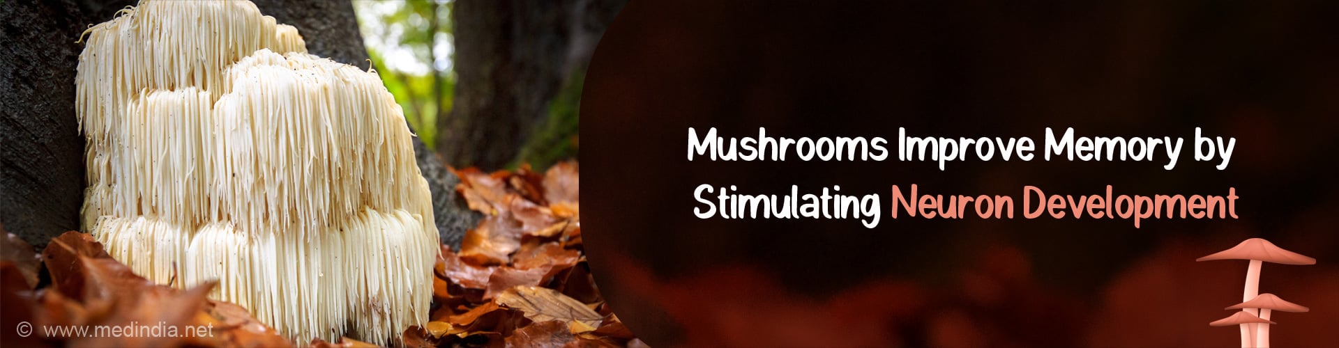 Lion's Mane Mushrooms Improve Brain Health