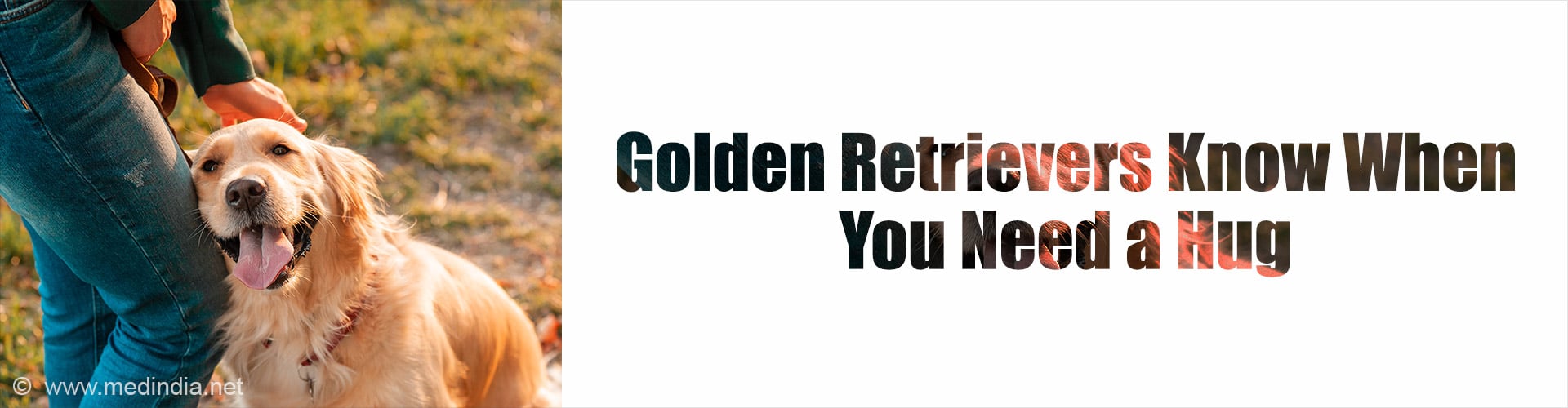Nature's Therapists: Science of Why Golden Retrievers Just Get You
