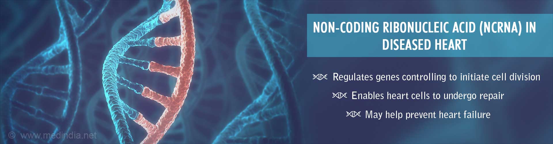 Novel RNA Repairs Damaged Cells in Heart, Prevents Heart Failure