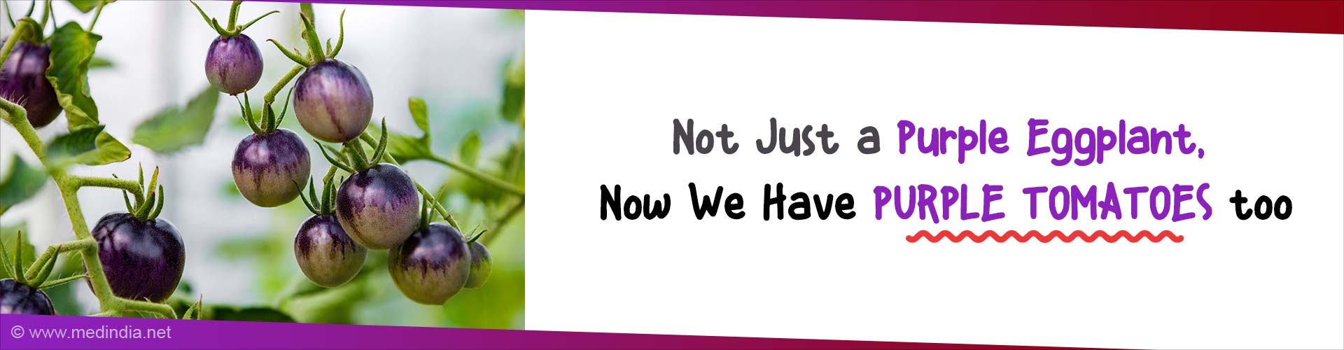 Purple Tomatoes - The Next New Fruit on Supermarket Shelves Purple Tomatoes - The Next New Fruit on Supermarket Shelves