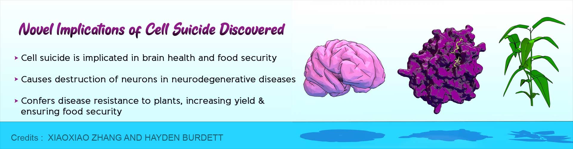Cell Suicide Linked to Brain Health and Food Security