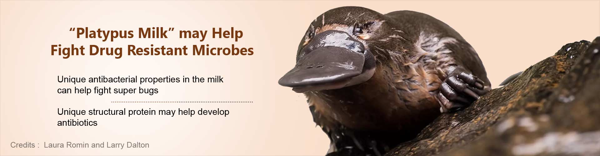  Platypus Milk may Help Fight Super Bugs