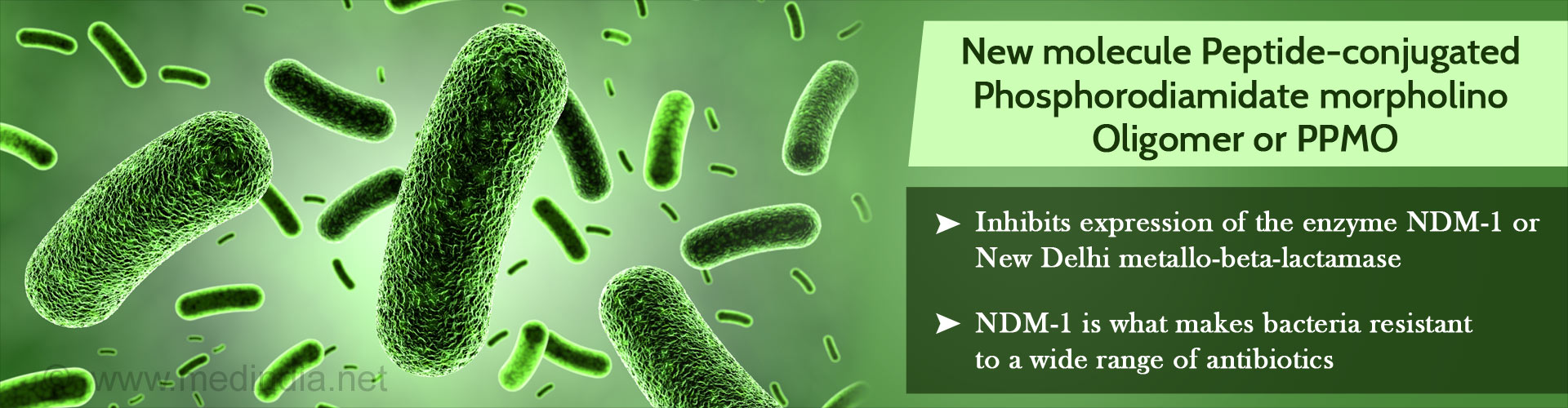 Natural Predator Used as Live Antibiotic to Catch ’Prey’ Shigella