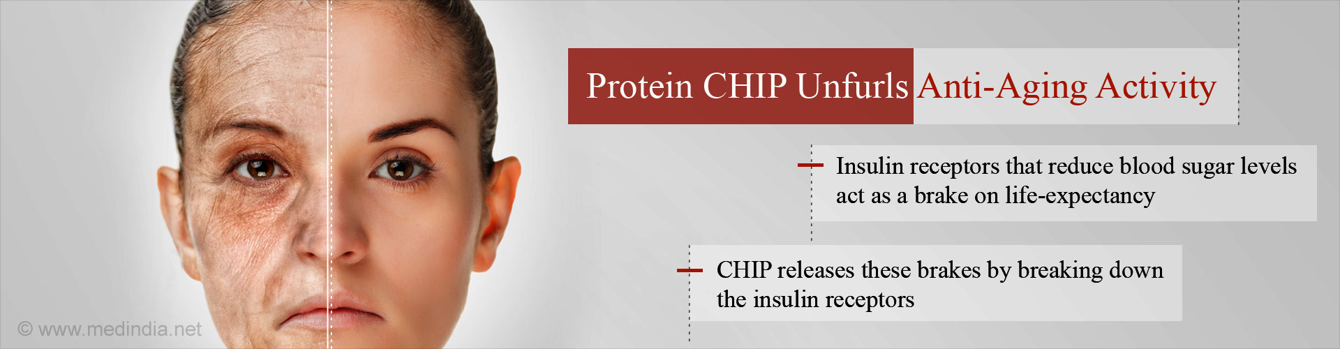 New Anti-Aging Role of Protein CHIP Identified