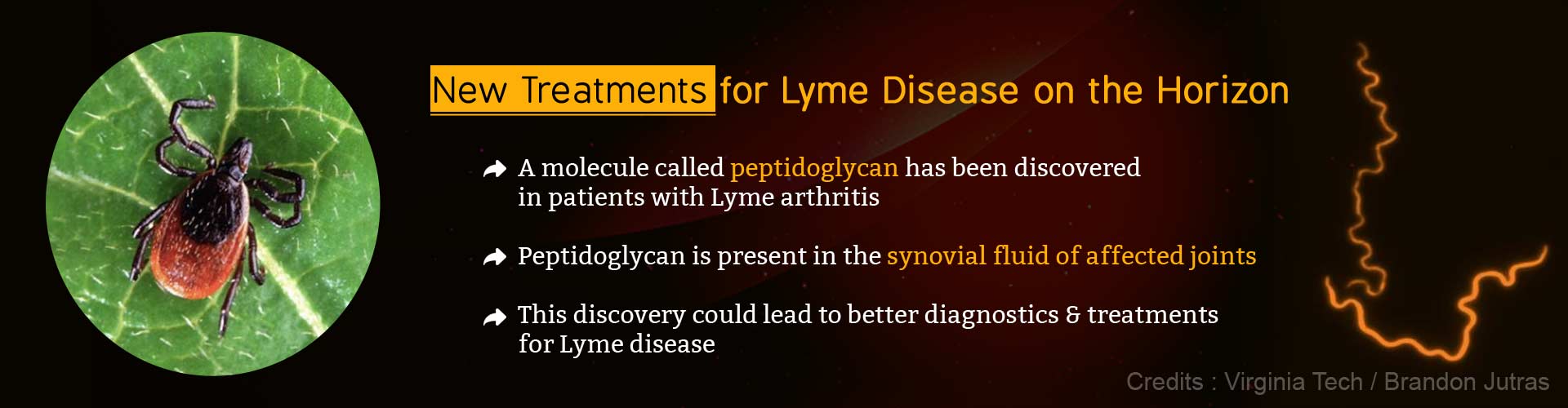 Lyme Disease Breakthrough Could Lead to Better Treatments