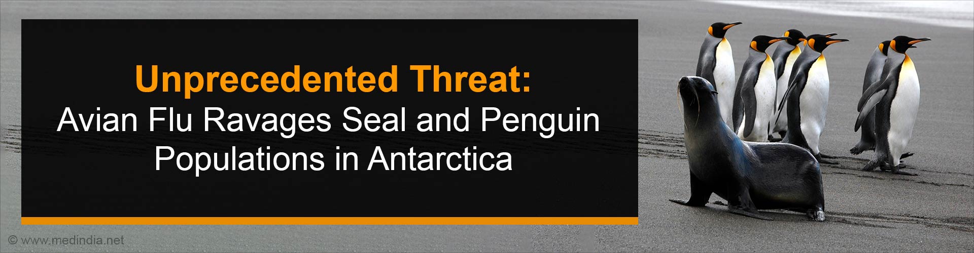 Avian Flu Strikes Seals and Penguins in Antarctica
