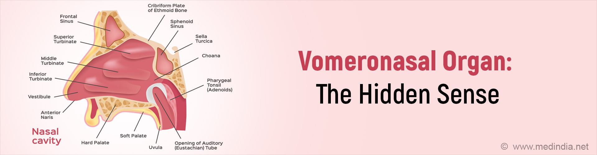 Vomeronasal Organ in Humans: A 300-Year Mystery