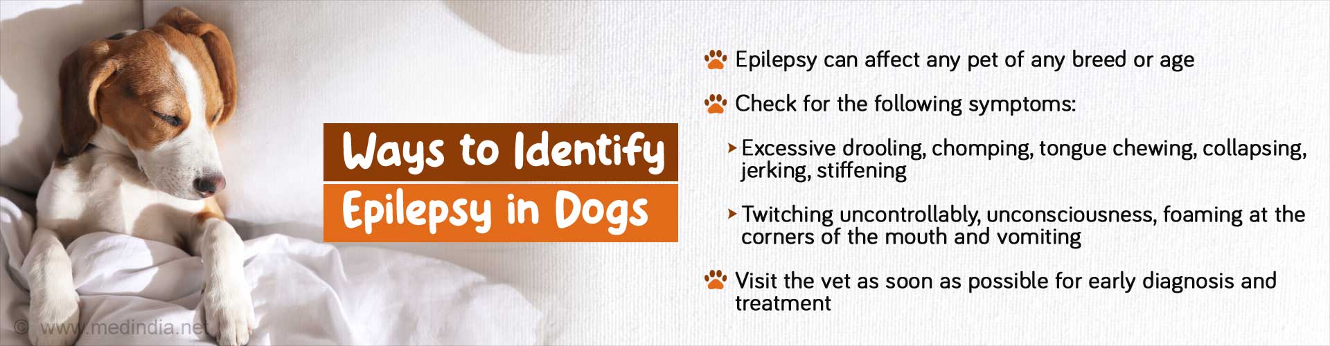 International Epilepsy Day: Do Pets Get Epilepsy?