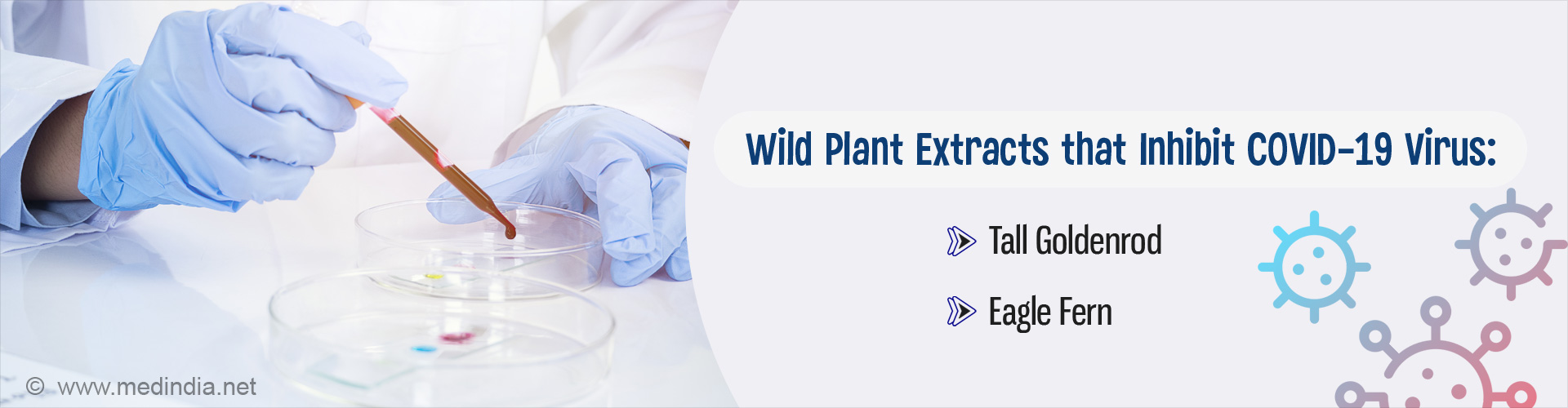 Extracts from Two Wild Plants Can Prevent COVID-19