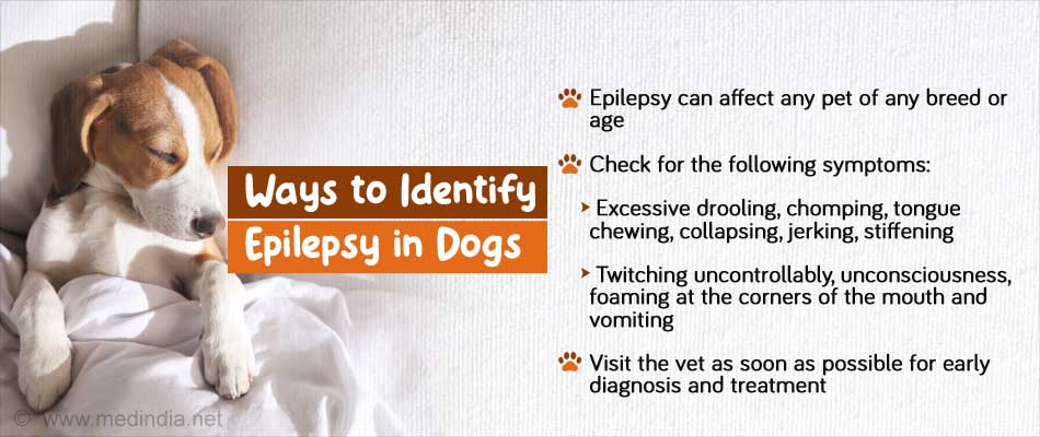 International Epilepsy Day: Do Pets Get Epilepsy?