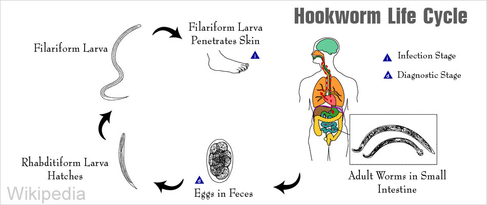 Hookworm Life Cycle Hookworm Life Cycle