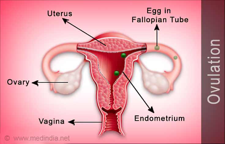 Ovulation Ovulation