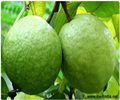 The Fruit in News � Guava The Fruit in News � Guava