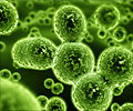 Probiotics - Support System for the Gut