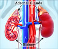 Adrenal Gland Disorders Adrenal Gland Disorders