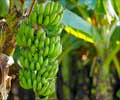 Medicinal Properties of the Banana Plant / Banana Tree