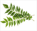 Curry Leaves Health Benefits - Nutrition Facts - Recipes