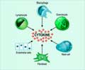 Cytokines - Part of Body's Defence System