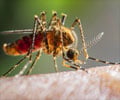 Top 15 Dos and Don´ts for Preventing and Managing Dengue Fever