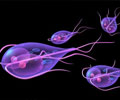 Giardiasis - Causes Giardiasis - Causes