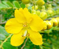 Health Benefits of Avaram Senna Flower Health Benefits of Avaram Senna Flower