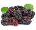 Health Benefits of Blackberries Health Benefits of Blackberries