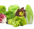 Lettuce: Nutritive Value, Health Benefits, Recipes
