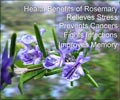 Health Benefits of Rosemary Herb