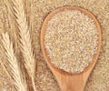 Top 5 Health Benefits of Wheat Germ