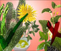 Herbs for Weight Loss: Pros and Cons