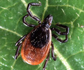 Lyme Disease - Causes, Symptoms, Diagnosis, Treatment, Prevention Lyme Disease - Causes, Symptoms, Diagnosis, Treatment, Prevention