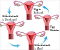 Menstrual Cycle