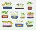 Health Benefits of Microgreens Health Benefits of Microgreens