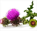 Milk Thistle - Clinical Research Medicinal Benefits