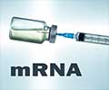mRNA Vaccines: A New Era in Immunization mRNA Vaccines: A New Era in Immunization