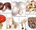 Mushroom Types - Edible and Poisonous